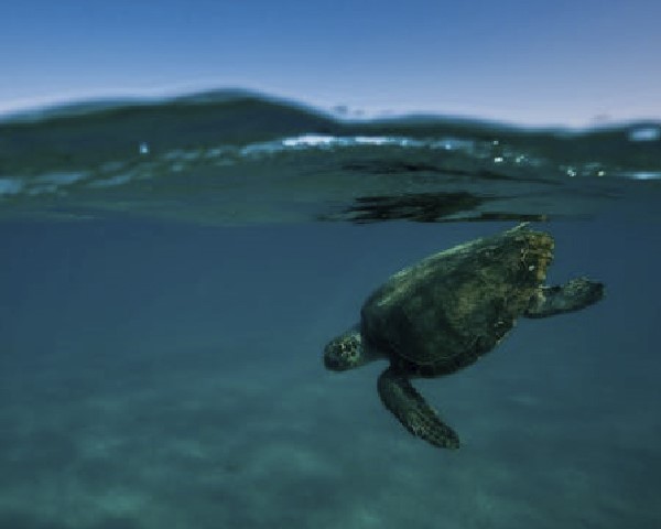 H αποτελεσματική προστασία της Caretta caretta περνάει μέσα από&hellip;