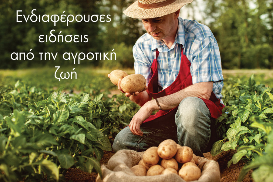 agrotika-patata.jpg