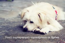 Περισσότερα...
